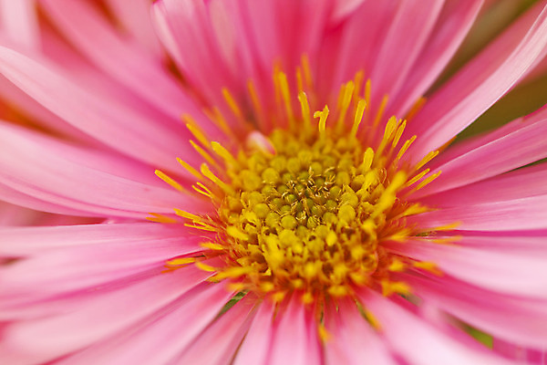 포토 JPG 해외이미지 식물 구름 계절 꽃잎 꽃 백그라운드 꽃무늬 밭 자연 추상 사람없음 야외 초록색 여름 파란색 컬러풀 햇빛 태양 노란색 머리 환경 정원 맑음 봄 성장 벚꽃 흰색 신선 허브 데이지 내추럴 캐모마일 해외202004 해외포토 자연요소 컬러 무늬 농업 날씨 신체부위 생태계 파일형식 이미지허브