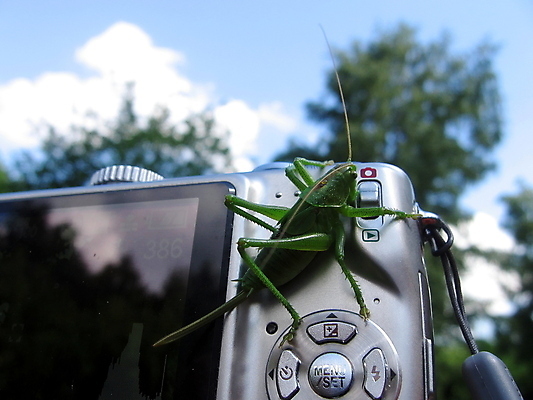 포토 JPG 해외이미지 동물 곤충 백그라운드 자연 기술 사람없음 초록색 디지털 호기심 메뚜기 동물상 해외202004 해외포토 감정 컬러 컨셉 조형물 생태계 파일형식 이미지허브