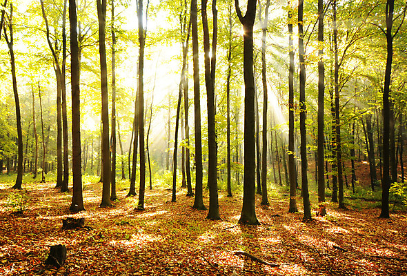 포토 JPG 해외이미지 나무 계절 공원 잎 자연 아침 풍경 사람없음 야외 목재 여름 빛 햇빛 태양 일출 환경 일몰 안개 광선 가을 시골 신선 소나무 숲 장면 공상 마법 폴란드 10월 내추럴 삼림지대 해외202004 해외포토 주간 자연요소 식물 공공시설 유럽 재료 날씨 노을 날짜 생태계 파일형식 이미지허브