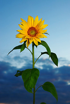 포토 JPG 해외이미지 식물 구름 꽃잎 꽃 분홍색 잎 오렌지 하늘 해바라기 발렌타인데이 사람없음 야외 그래픽 장식 빨간색 여름 파란색 컬러풀 햇빛 태양 일출 정원 보라색 일몰 봄 벚꽃 신선 개화 꽃집 묘사 데이지 꽃가루 강렬 방사형 해외202004 해외포토 자연요소 계절 컬러 과일 데이이벤트 노을 상점 가루 파일형식 이미지허브