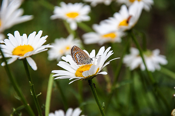 포토 JPG 해외이미지 식물 동물 계절 꽃잎 꽃 야생동물 나비 곤충 잎 꽃무늬 밭 날개 오렌지 안테나 사람없음 여름 컬러풀 노란색 정원 봄 벚꽃 흰색 신선 작음 묘사 아로마 내추럴 캐모마일 해외202004 해외포토 컬러 무늬 농업 과일 통신 크기 허브 파일형식 이미지허브