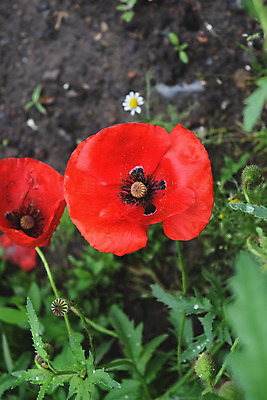 포토 JPG 해외이미지 나무 식물 디자인 계절 공원 꽃 벽 백그라운드 잎 패턴 밭 농업 자연 벽지 추상 건강 동양인 사람없음 야외 초록색 물 여름 환경 정원 봄 성장 신선 숲 허브 묘사 유기농 질감 내추럴 생태학 해외202004 해외포토 자연요소 웰빙 공공시설 교육 산업 컬러 무늬 인종 생태계 파일형식 이미지허브