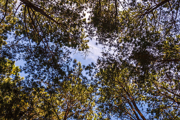 포토 JPG 해외이미지 나무 공원 백그라운드 자연 풍경 경사 사람없음 초록색 빛 햇빛 태양 환경 가을 소나무 황무지 숲 침엽수 내추럴 해외202004 해외포토 자연요소 식물 계절 공공시설 컬러 생태계 파일형식 이미지허브