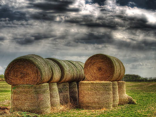 포토 JPG 해외이미지 식물 구름 음식 줄기 밭 농업 자연 하늘 그림자 옥수수 풍경 사람없음 야외 초록색 여름 파란색 농작물 농장 농경지 쌓기 수확 시골 원형 황금 볏짚 먹이 낟알 땅 자르기 밀 보리 롤 철사 철조망 패키지 뭉치 밀짚 내추럴 밭일 줄서기 호밀 해외202004 해외포토 자연요소 도형 계절 산업 컬러 모션 곡류 짚 생태계 파일형식 이미지허브