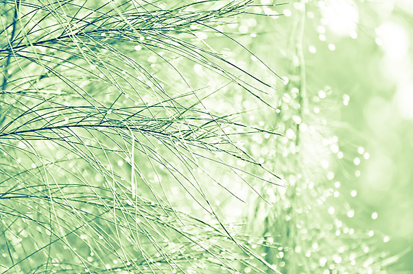 포토 JPG 해외이미지 나무 식물 디자인 계절 백그라운드 크리스마스 겨울 패턴 자연 하늘 휴가 새로움 사람없음 야외 목재 장식 파란색 빛 냉동 얼음 축제 추위 흰색 나뭇가지 소나무 숲 12월 연도 묘사 질감 서리 상록수 침엽수 전나무 내추럴 가문비나무 해외202004 해외포토 자연요소 기념일 컬러 컨셉 무늬 재료 날짜 생태계 파일형식 이미지허브