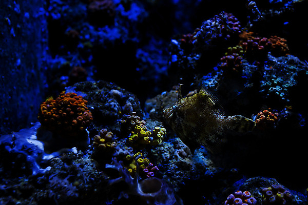 포토 JPG 해외이미지 동물 여행 어류 사람없음 물 관광지 고요 수족관 내추럴 싱가폴 해외202004 해외포토 자연요소 아시아 수중동물 파일형식 이미지허브