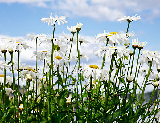 포토 JPG 해외이미지 구름 꽃잎 꽃 줄기 꽃무늬 밭 자연 하늘 잔디 사람없음 야외 여름 파란색 햇빛 머리 정원 맑음 들꽃 벚꽃 흰색 침대 허브 원예 데이지 내추럴 캐모마일 해외202004 해외포토 자연요소 식물 계절 컬러 가구 무늬 농업 날씨 취미 신체부위 태양 생태계 파일형식 이미지허브