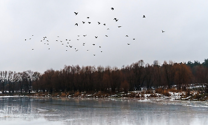 포토 JPG 해외이미지 나무 동물 계절 공원 호수 여행 백그라운드 겨울 자연 벽지 조류 하늘 아침 오리 풍경 사람없음 야외 목재 물 파란색 빛 강 냉동 얼음 봄 추위 가을 흰색 신선 숲 장면 까마귀 내추럴 넘어짐 옛날 전국 해외202004 해외포토 주간 자연요소 식물 공공시설 컬러 재료 모션 생태계 파일형식 이미지허브