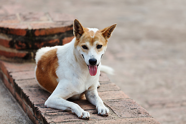 포토 JPG 해외이미지 동물 응시 포유류 자연 거리 털 그림자 앉기 잔디 사람없음 야외 초록색 반려동물 갈색 희망 우정 슬픔 도시 기다림 보행로 개 달콤 강아지 고독 작음 버리기 배고픔 타운 송곳니 노숙자 구식 땅바닥 우울증 혼자 해외202004 해외포토 식물 시선 감정 길 컬러 모션 바닥 친구 맛 치아 질병 크기 생태계 파일형식 이미지허브