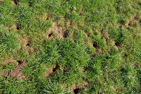 포토 JPG 해외이미지 동물 야생동물 잔디 사람없음 환경 구멍 터널 해충 쥐 숨기 해외202004 해외포토 식물 길 모션 벌레 설치류 파일형식 이미지허브