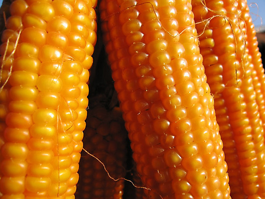 포토 JPG 해외이미지 식물 음식 농업 다이어트 자연 건강 옥수수 씨앗 사람없음 농장 노란색 수확 가을 먹이 시리얼 묘사 귀 내추럴 고립 채식주의자 해외202004 해외포토 계절 산업 컬러 곡류 신체부위 생태계 채식 파일형식 이미지허브