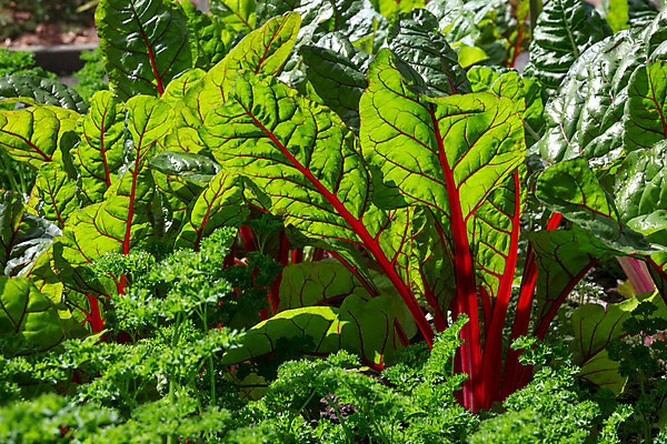 포토 JPG 해외이미지 식물 계절 음식 백그라운드 잎 밭 농업 채소 부분 자연 파슬리 건강 사람없음 야외 가로 빨간색 초록색 빛 햇빛 농장 정원 맑음 샐러드 성장 시골 신선 유기농 원예 내추럴 땅바닥 밭일 비트 채식주의자 그리너리 해외202004 해외포토 웰빙 산업 컬러 날씨 바닥 취미 태양 생태계 채식 파일형식 트랜드컬러 이미지허브