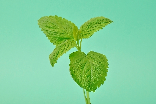 포토 JPG 해외이미지 식물 잎 사람없음 초록색 정원 해외202004 해외포토 컬러 파일형식 이미지허브