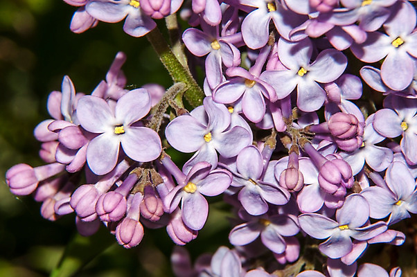 포토 JPG 해외이미지 식물 디자인 계절 꽃잎 꽃 잎 꽃무늬 자연 사람없음 야외 장식 정원 보라색 봄 벚꽃 신선 개화 다발 제비꽃 원예 향기 라일락 내추럴 해외202004 해외포토 컬러 무늬 취미 생태계 냄새 파일형식 이미지허브