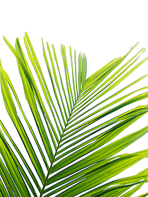 포토 JPG 해외이미지 나무 식물 백그라운드 잎 패턴 곡선 부분 자연 손바닥 사람없음 야외 초록색 빛 정원 성장 흰색 나뭇가지 신선 묘사 싱글 코코넛 내추럴 고립 해외202004 해외포토 손 선 컬러 무늬 과일 생태계 파일형식 이미지허브