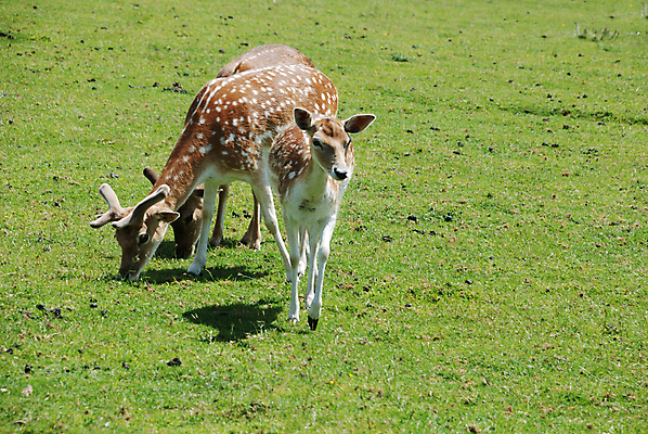 포토 JPG 해외이미지 동물 유럽 야생동물 포유류 자연 사람없음 걷기 동물상 아기사슴 해외202004 해외포토 나라 새끼 모션 사슴 조형물 생태계 파일형식 이미지허브