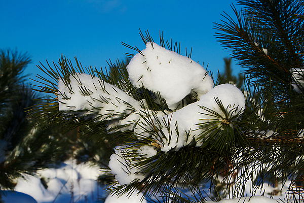 포토 JPG 해외이미지 나무 크리스마스 겨울 자연 사람없음 야외 냉동 추위 흰색 시골 소나무 숲 서리 침엽수 전나무 해외202004 해외포토 식물 계절 기념일 컬러 생태계 파일형식 이미지허브