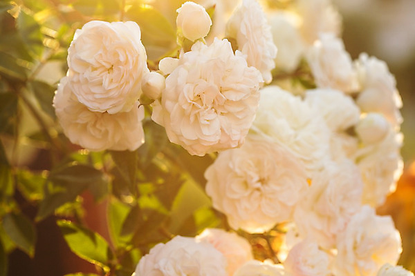 포토 JPG 해외이미지 식물 계절 공원 꽃잎 꽃 줄기 분홍색 백그라운드 잎 꽃무늬 자연 사랑 이벤트 사람없음 초록색 여름 햇빛 장미 정원 맑음 일몰 봄 벚꽃 흰색 신선 개화 크림 원예 아로마 열정 화단 내추럴 강렬 해외202004 해외포토 공공시설 감정 컬러 무늬 날씨 취미 태양 노을 생태계 파일형식 이미지허브