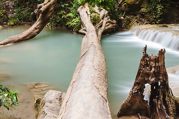 포토 JPG 해외이미지 나무 식물 공원 자연 산 이끼 풍경 사람없음 야외 가로 초록색 하이킹 흐름 신선 소나무 개울 숲 이슬 수분 부식 빙하 날것 통나무 뿌리 내추럴 깊이 수목 해외202004 해외포토 공공시설 컬러 컨셉 레저 강 생태계 파일형식 이미지허브