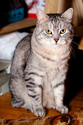 포토 JPG 해외이미지 동물 1 응시 벽 포즈 선반 바닥 주택 그림자 앉기 사람없음 내부 세로 반려동물 모래사장 갈색 고양이 회색 짜증 얼룩무늬 해외202004 해외포토 시선 감정 바다 컬러 가구 무늬 포유류 모션 건물 파일형식 이미지허브