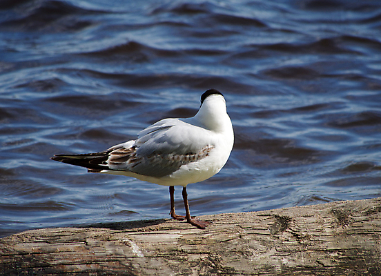 포토 JPG 해외이미지 주간 나무 한마리 해외풍경 바다 갈매기 사람없음 야외 미국 캘리포니아 해외202004 해외포토 자연요소 식물 1 해외 북아메리카 조류 풍경 파일형식 이미지허브