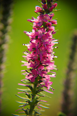 포토 JPG 해외이미지 식물 계절 꽃잎 꽃 분홍색 백그라운드 꽃무늬 밭 자연 풍경 사람없음 야외 초록색 여름 컬러풀 평화 환경 정원 보라색 봄 벚꽃 종 가을 시골 개화 제비꽃 묘사 8월 내추럴 평야 해외202004 해외포토 컬러 컨셉 무늬 농업 날짜 생태계 파일형식 이미지허브