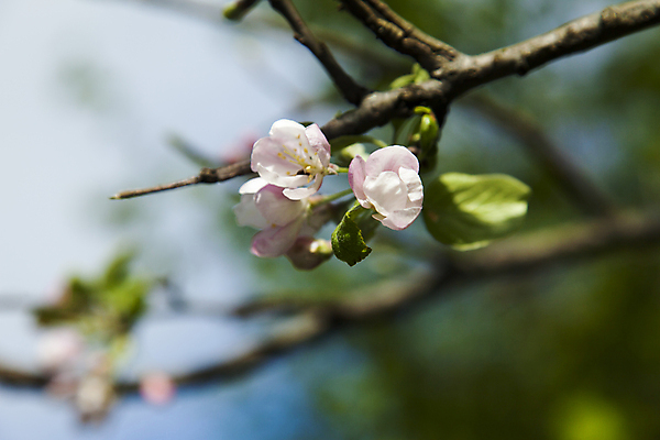 포토 JPG 해외이미지 나무 식물 계절 꽃잎 꽃 줄기 분홍색 백그라운드 잎 꽃무늬 농업 과일 자연 하늘 사람없음 야외 장식 초록색 파란색 새싹 정원 봄 성장 벚꽃 흰색 나뭇가지 시골 신선 개화 체리 사과 과수원 원예 내추럴 고립 꽃수술 해외202004 해외포토 산업 컬러 무늬 취미 생태계 파일형식 이미지허브