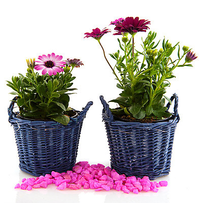 포토 JPG 해외이미지 식물 꽃 분홍색 백그라운드 지팡이 사람없음 장식 바구니 정원 침묵 흰색 냄비 데이지 고립 스페인어 해외202004 해외포토 컬러 소리 솥 파일형식 이미지허브