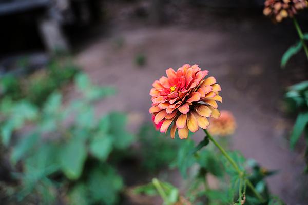 포토 JPG 해외이미지 식물 꽃잎 꽃 분홍색 꽃다발 백그라운드 잎 꽃무늬 오렌지 자연 국화 사람없음 야외 장식 빨간색 초록색 여름 노란색 정원 봄 벚꽃 흰색 개화 닫기 원예 디테일 해외202004 해외포토 계절 컬러 무늬 과일 모션 취미 생태계 파일형식 이미지허브