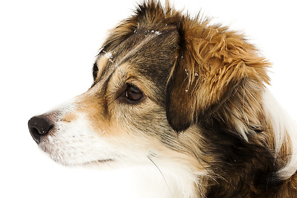 포토 JPG 해외이미지 동물 계절 새끼 겨울 포유류 놀이 털 사람없음 야외 반려동물 갈색 얼음 에너지 추위 흰색 개 강아지 모피 묘사 호기심 코 꼬리 시력 서리 귀 솜털 송곳니 눈내림 해외202004 해외포토 자연요소 감정 컬러 컨셉 눈_날씨 신체부위 치아 파일형식 이미지허브