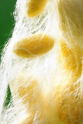 포토 JPG 해외이미지 동물 산업 곤충 백그라운드 패턴 자연 벽지 종류 사람없음 초록색 노란색 중국 흰색 직물 실 벌레 작음 실크 순수 묘사 유기농 질감 부드러움 애벌레 섬유 나방 꼬투리 방법 많음 해외202004 해외포토 웰빙 아시아 컬러 컨셉 무늬 감각 크기 생태계 파일형식 이미지허브