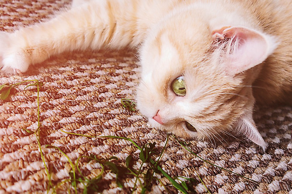 포토 JPG 해외이미지 동물 행복 백그라운드 장난 포유류 발 휴식 영국 바닥 주택 아이디어 털 따뜻함 사람없음 초록색 빛 반려동물 머리 고양이 줄무늬 카펫 게임 큼 모피 크림 부드러움 얼룩무늬 솜털 거짓말 기르기 동물상 흥미 해외202004 해외포토 감정 유럽 컬러 컨셉 무늬 놀이 건물 신체부위 조형물 감각 크기 돌봄 파일형식 이미지허브