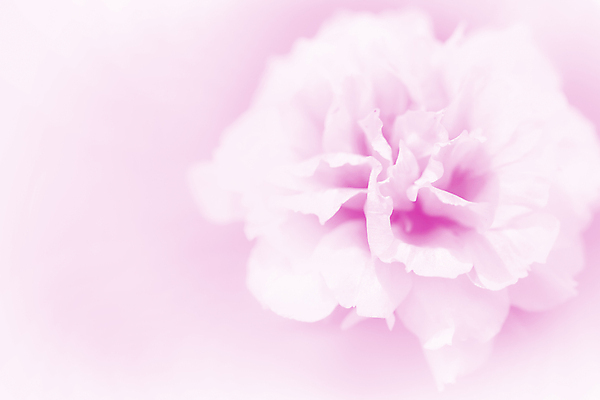 포토 JPG 해외이미지 식물 디자인 꽃 분홍색 꽃다발 백그라운드 컨셉 꽃무늬 일러스트 자연 벽지 추상 수채화 선물 사람없음 빨간색 초록색 물 장미 우주 벚꽃 흰색 신선 최고 다발 만족 보케 아로마 부드러움 공상 파스텔톤 필터 스타일 해외202004 해외포토 자연요소 감정 컬러 무늬 감각 생태계 파일형식 이미지허브