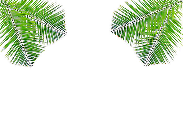 포토 JPG 해외이미지 나무 식물 줄기 백그라운드 잎 패턴 곡선 부분 자연 손바닥 사람없음 초록색 여름 성장 흰색 나뭇가지 숲 싱글 코코넛 내추럴 고립 해외202004 해외포토 손 계절 선 컬러 무늬 과일 생태계 파일형식 이미지허브