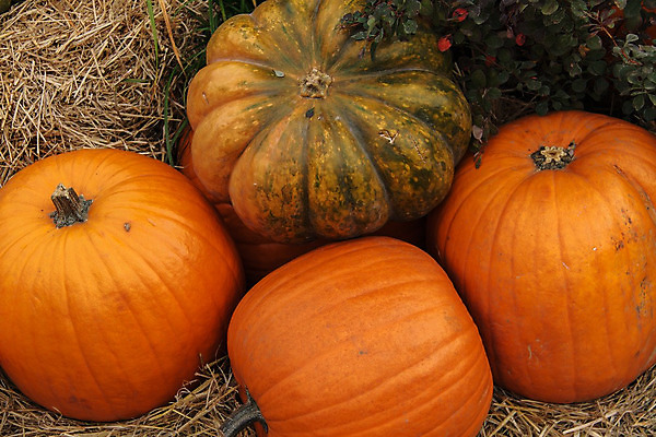 포토 JPG 해외이미지 식물 아이콘 전통 디자인 계절 얼굴 음식 백그라운드 컨셉 농업 채소 오렌지 부분 자연 호박 휴가 프레임 건강 미술 사람없음 목재 장식 세트 농장 노란색 할로윈 수확 가을 시골 축하 대접 신선 신용카드 무서움 심볼 오브젝트 유기농 박 추수감사절 잭 스쿼시 10월 내추럴 숙성 채식주의자 해외202004 해외포토 나무 웰빙 감정 산업 기독교 스포츠 컬러 과일 재료 문화예술 신체부위 금융 구기 날짜 생태계 채식 파일형식 이미지허브