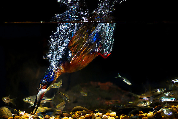 포토 JPG 해외이미지 주간 야생동물 자연 조류 사람없음 야외 수중 사냥 물새 물총새 해외202004 해외포토 자연요소 동물 생태계 파일형식 이미지허브