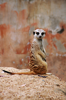포토 JPG 해외이미지 동물 응시 얼굴 야생동물 모래 포유류 아프리카 자연 동물원 서기 사람없음 갈색 싱글 육식동물 남아프리카 미어캣 해외202004 해외포토 시선 나라 컬러 모션 신체부위 생태계 파일형식 이미지허브