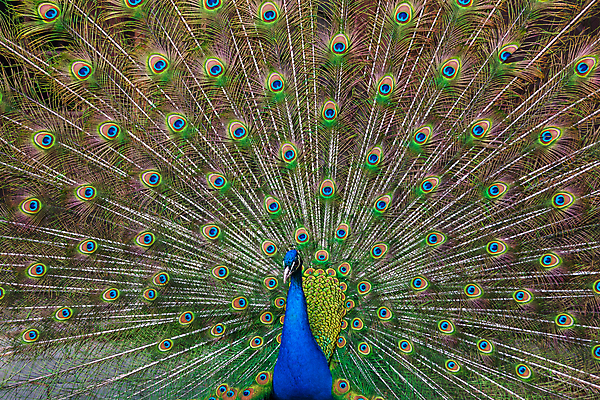 포토 JPG 해외이미지 동물 남자 야생동물 패턴 자연 조류 왕관 기술 사람없음 가로 초록색 파란색 컬러풀 머리 걷기 활발 의식 우아함 공작 전시회 깃털 꼬리 부리 쇼 목 보여주기 꿩 수탉 내추럴 멀티 웅장함 터키석 해외202004 해외포토 컬러 컨셉 무늬 모션 사람 신체부위 전시 닭 보석 수컷 생태계 파일형식 이미지허브