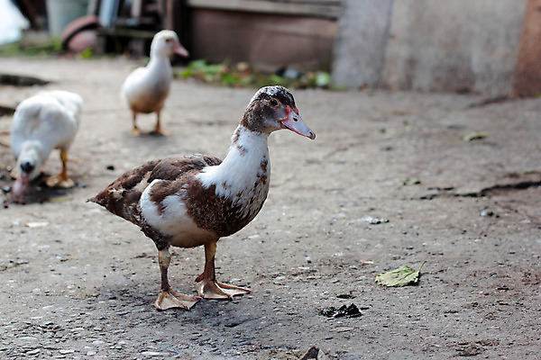 포토 JPG 해외이미지 모양 동물 유럽 야생동물 분홍색 자연 조류 오리 앉기 사람없음 옆모습 물 파란색 마을 가축 회색 흰색 연못 소 깃털 싱글 부리 거위 물새 고립 완벽 퀼트 혼자 해외202004 해외포토 자연요소 나라 뷰포인트 컬러 컨셉 포유류 모션 생태계 파일형식 이미지허브