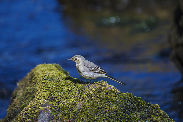 포토 JPG 해외이미지 동물 1 야생동물 백그라운드 날개 자연 조류 노르웨이 사람없음 물 강 검은색 회색 바위 흰색 관찰 개울 작음 깃털 생물학 꼬리 부리 계산서 해외202004 해외포토 자연요소 교육 유럽 컬러 모션 돌_바위 크기 생태계 파일형식 이미지허브
