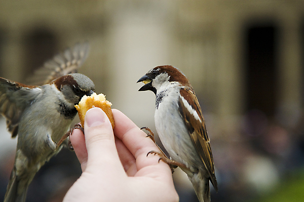 포토 JPG 해외이미지 손 야생동물 날개 자연 조류 사람없음 회색 먹기 배고픔 깃털 부리 참새 수유 해외202004 해외포토 동물 컬러 모션 신체부위 생태계 파일형식 이미지허브