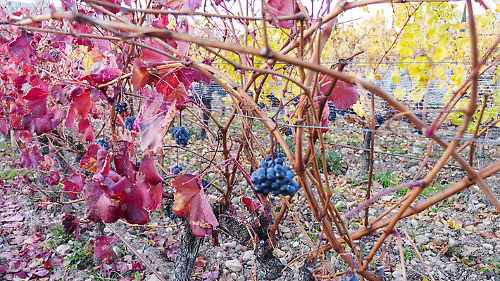 포토 JPG 해외이미지 식물 도로 길 음식 백그라운드 잎 밭 농업 과일 자연 포도 풍경 사람없음 목재 초록색 농장 와인 일몰 수확 성장 가을 흰색 시골 닫기 주식 과수원 땅 포도밭 포도나무 타운 내추럴 밭일 양조장 세련 해외202004 해외포토 나무 계절 산업 컬러 재료 교통시설 모션 주류 금융 노을 도시 과일나무 생태계 파일형식 이미지허브