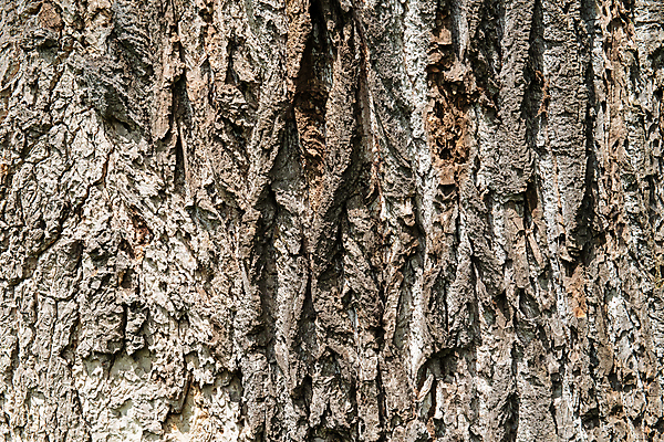 포토 JPG 해외이미지 나무 식물 디자인 선 벽 백그라운드 패턴 자연 표면 날씨 추상 건조 사람없음 목재 햇빛 갈색 환경 골동품 시간 소나무 거친 역사 보호 널 숲 피부 묘사 부식 질감 목공예 나무껍질 잡동사니 내추럴 외양간 그런지 수목 옛날 울퉁불퉁 노화 디테일 해외202004 해외포토 컬러 컨셉 무늬 재료 신체부위 태양 껍질 공예 생태계 파일형식 이미지허브