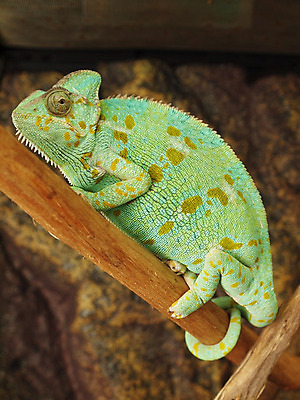 포토 JPG 해외이미지 동물 일러스트 파충류 자연 사람없음 초록색 컬러풀 나뭇가지 도마뱀 육식동물 마다가스카르 카멜레온 해외202004 해외포토 나무 컬러 생태계 파일형식 이미지허브