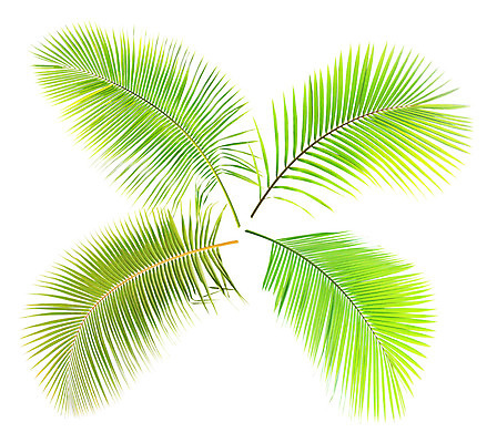 포토 JPG 해외이미지 나무 식물 줄기 백그라운드 잎 패턴 곡선 자연 손바닥 사람없음 초록색 성장 흰색 나뭇가지 숲 코코넛 고립 해외202004 해외포토 손 선 컬러 무늬 과일 생태계 파일형식 이미지허브