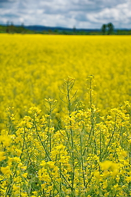 포토 JPG 해외이미지 식물 구름 꽃 백그라운드 밭 농업 채소 자연 하늘 씨앗 풍경 사람없음 초록색 파란색 농작물 농장 노란색 환경 봄 에너지 성장 벚꽃 시골 개화 황금 땅 유채 장면 생태학 카놀라 세련 해외202004 해외포토 자연요소 계절 교육 산업 컬러 생태계 파일형식 이미지허브