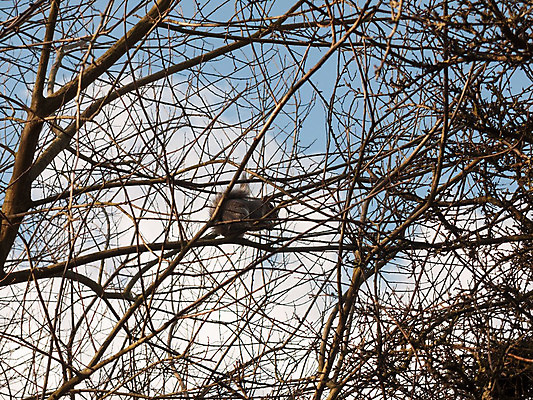 포토 JPG 해외이미지 나무 동물 1 응시 공원 유럽 야생동물 음식 백그라운드 포유류 자연 영국 생물 털 앉기 사람없음 야외 목재 초록색 갈색 환경 정원 회색 나뭇가지 닫기 설치류 숲 모피 먹기 꼬리 다람쥐 솜털 서식지 내추럴 삼림지대 수유 해외202004 해외포토 식물 시선 공공시설 나라 컬러 재료 모션 생태계 파일형식 이미지허브