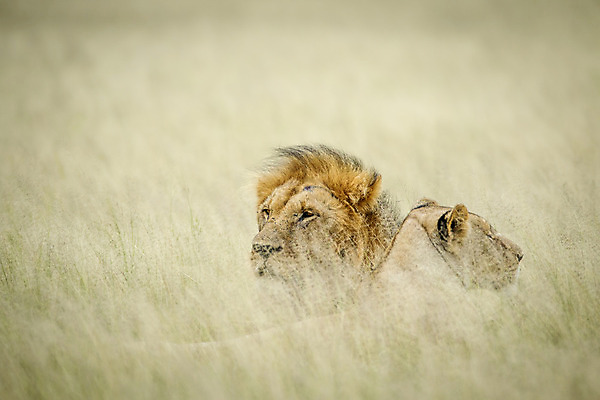 포토 JPG 해외이미지 동물 커플 야생동물 여행 포유류 아프리카 자연 생물 털 사람없음 고양이 힘 쌍 황무지 위험 사자 큼 왕 모피 사파리 리더 육식동물 사냥꾼 멸종 사자자리 표범 짝짓기 내추럴 사바나 웅장함 해외202004 해외포토 직업 나라 컨셉 관계 반려동물 별자리 크기 생태계 파일형식 이미지허브