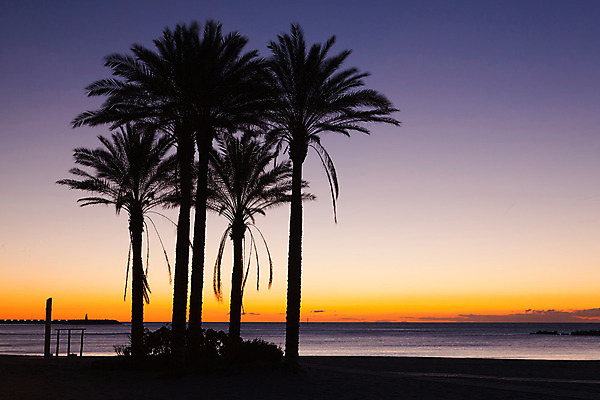 포토 JPG 해외이미지 나무 유럽 모래 여행 자연 손바닥 사람없음 스페인 안달루시아 해외202004 해외포토 식물 손 나라 생태계 파일형식 이미지허브