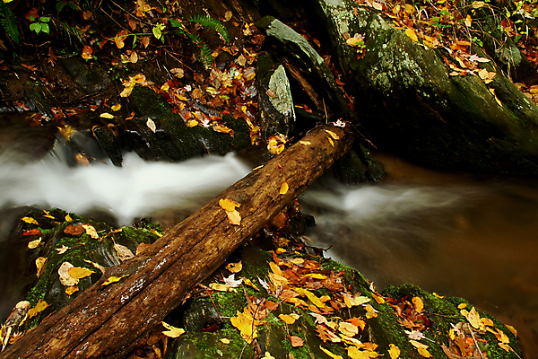 포토 JPG 해외이미지 잎 이끼 사람없음 초록색 물 평화 침묵 젖음 가을 신선 개울 황금 소프트포커스 시원함 통나무 암초 테라피 건너기 해외202004 해외포토 자연요소 나무 식물 계절 컬러 컨셉 모션 촬영기법 강 뷰티 소리 파일형식 이미지허브